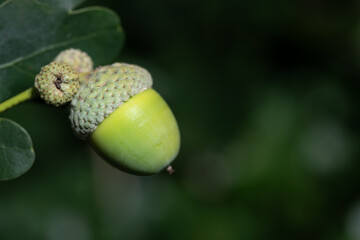 Close-up of a green acorn hanging on the tree. Behind the acorn is an oak leaf. There is plenty of...