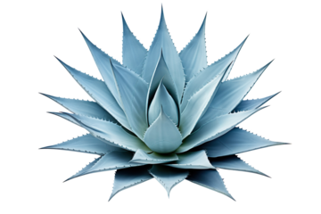 Blue agave isolated on clear white background