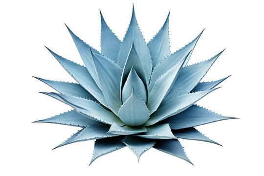 Blue agave isolated on clear white background