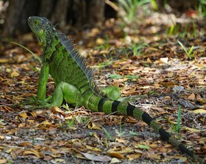 Iguana