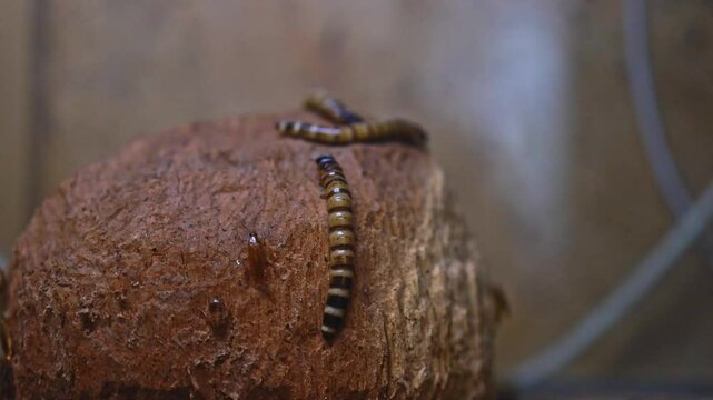 Zophobas beetle, darkling beetle family.