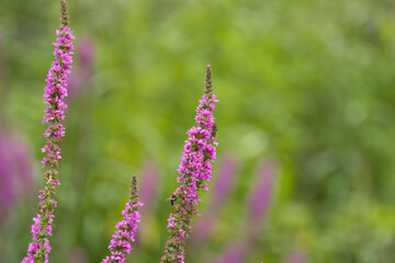 Obraz premium Flowering stalks of purple loosestrife, flowering purple loosestrife in the meadow, pink flowers in the meadow