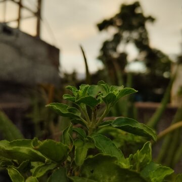 Plant ☘️