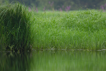Grasses and reeds in a pond, water reflection of grasses and reeds, pond water reflection, pond landscape