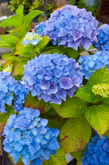 Above is a lush bush with an abundance of multi-colored blue hydrangea flowers with green leaves growing in the garden on a summer day,blue flowers in the garden