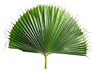 png chinese fan palm plant green leaf
