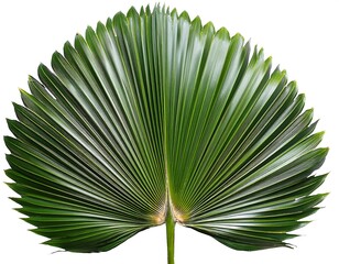 png chinese fan palm plant green leaf