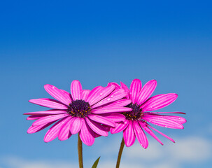 flores con petalos y el cielo de fondo 