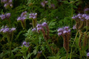 Fototapeta premium Lacy phacelia, blue tansy or purple tansy. Phacelia tanacetifolia ,bee friend, phacelia blossom in the backlight, evening light