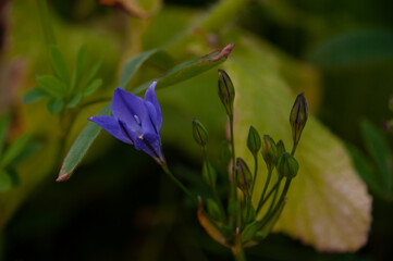 Triteilea friable Queen Fabiola. Delicate, graceful blue flowers.