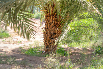 Immergr&uuml;ne Oase am Heritage Trail im W&uuml;stenland AlUla Medina Saudi-Arabien 