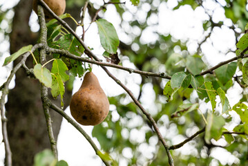 Organic Pear on the tree, ripe pear