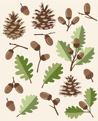 Oak and pine cones 