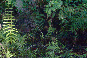 Wide view of a spider web on green fern plants with dark trees in the background. Bright Sunshine on the left  and shade in the early morning sun in Florida. No People and room for copy.
