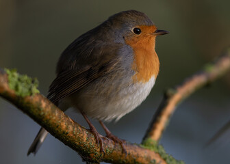 European robin (Erithacus rubecula)