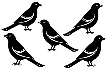 A set of Baltimore oriole birds with maximum different poses vector art illustration