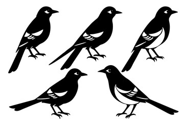 A set of Baltimore oriole birds with maximum different poses vector art illustration