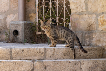 An Alley Cat in Jerusalem, Israel