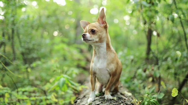 Chihuahua dog sitting on wooden log in park