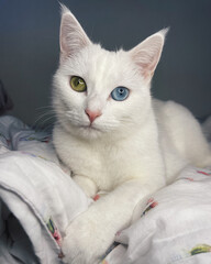 Weisse liegende Katze