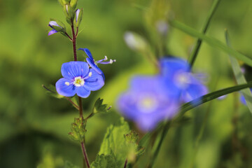 Nahaufnahme einer kleinen lila Blume.