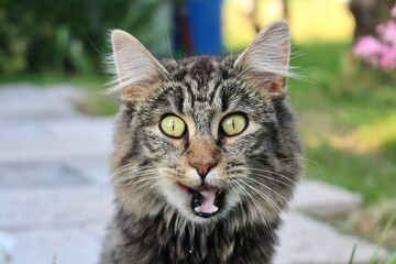 Katze schaut in die Kamera