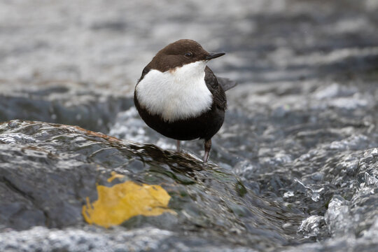 White-throated dipper (Cinclus cinclus)