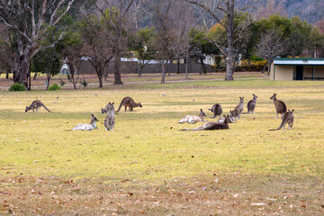 Photograph of Kangaroos relaxing in a large grassy field in the town of Talbingo in Kosciuszko National Park in the Snowy Mountains in New South Wales in Australia.