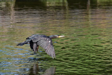 AVES ACUÁTICAS