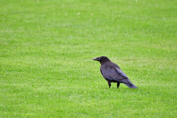 Fototapeta premium CUERVO