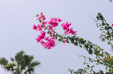 Low angle view of pink bougainvillea flower branch reaching towards the blue sky