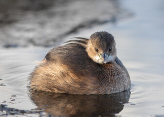 Little grebe (Tachybaptus ruficollis)