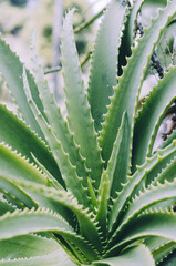 Candelabra aloe close up in Mossen Costa i Llobera gardens