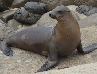 island sea lion