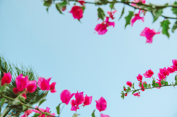 Low angle pink bougainvillea flower branches framing the blue sky