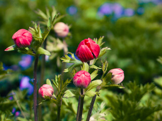 Vibrant Red Flower Buds Amidst Green Foliage 