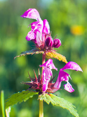 Vibrant Purple Wildflower Blooming in Sunlight 