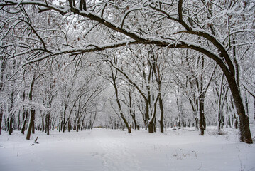 Pathway Through Snowy Forest with Bare Trees