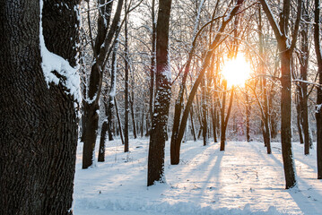 Winter Sunset Through Snowy Forest Trees