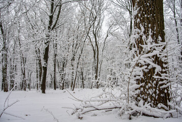 Snow Covered Magic Forest Tranquility 