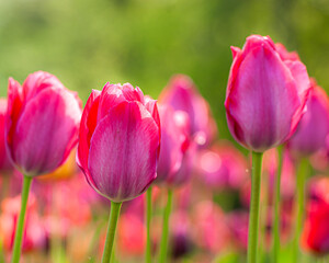 Obraz premium Pink Tulip Field Under a Soft Sunrise