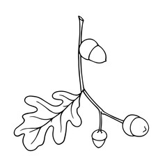 Outline, linear sketch of oak branch with acorns. Decorative botanical elements. Vector graphics.