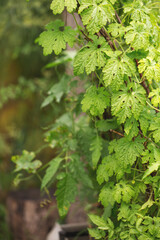 Fototapeta premium Organic bitter gourd, bitter melon in garden