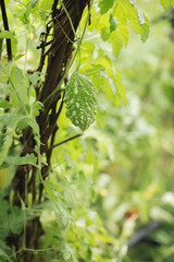Bitter gourd, bitter melon in garden