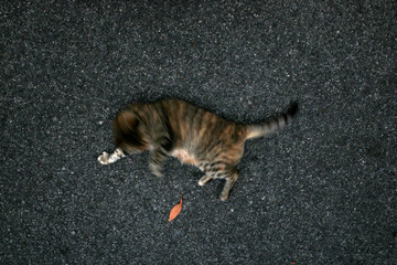 Cat in the street