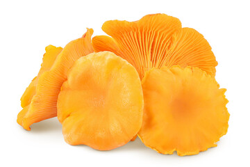 Chanterelle mushroom isolated on a white background