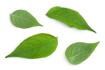 Elderberry leaf or Sambucus nigra isolated on a white background