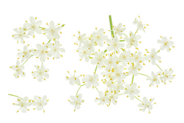 Elderberry flower or Sambucus nigra isolated on a white background.