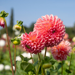 Colourful Dahlia flowers at Aylett Garden near St Albans, Hertfordshire, UK in early September on a hot summer's day.