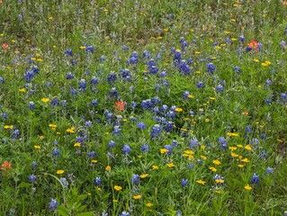 Beautiful Field of Wildflowers
